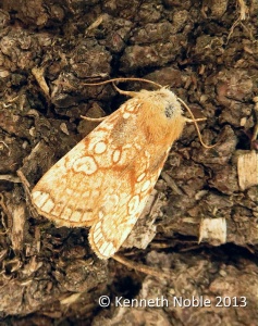 heart moth (Dicycla oo) Kenneth Noble